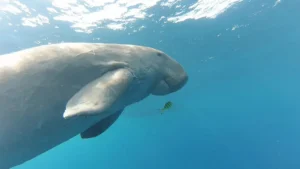 malikia-resort-abu-dabbab004