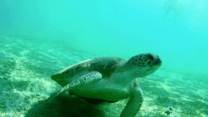 malikia-resort-abu-dabbab13