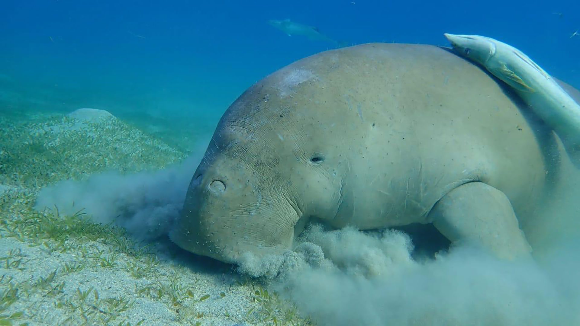 diving-2